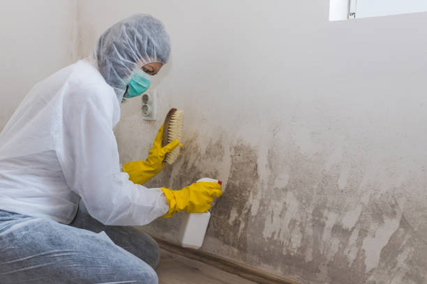 Best Mold Removal for HVAC Installations  in Middlebury, IN