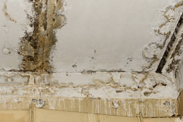 Best Commercial Mold Inspection  in Middlebury, IN