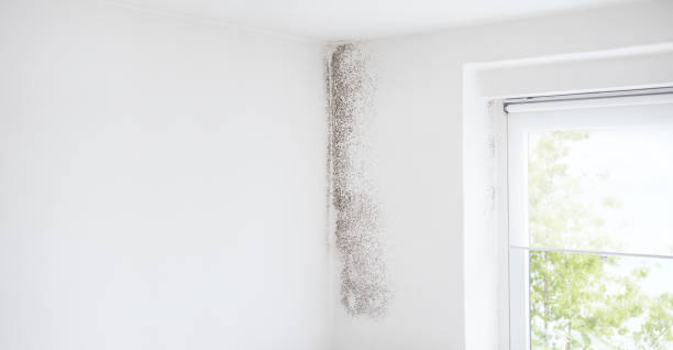 Best Mold Prevention Services  in Middlebury, IN