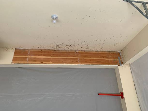 Middlebury, IN Mold Removal Company