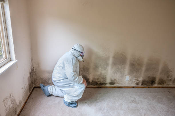 Best Basement Mold Removal  in Middlebury, IN