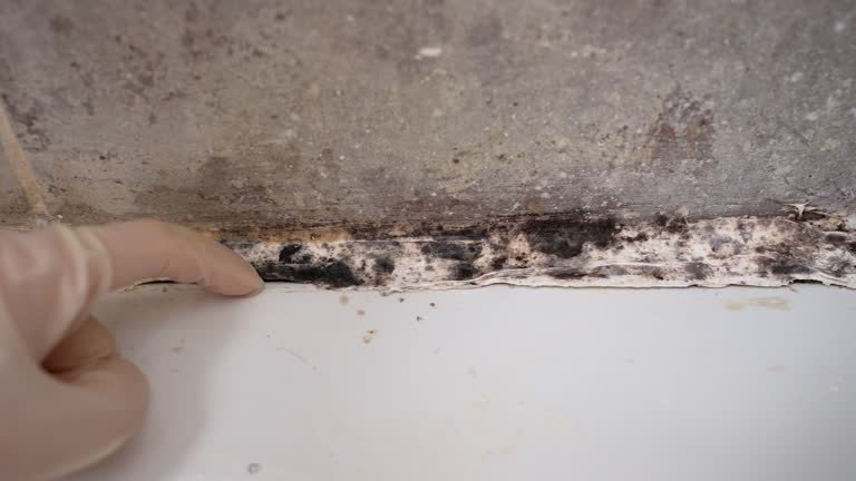 Best Commercial Mold Inspection  in Middlebury, IN